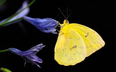 The Way of the Oracle